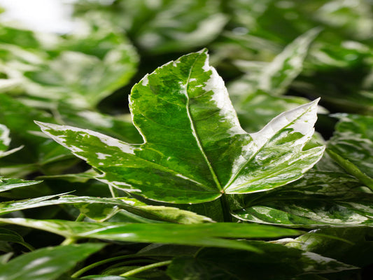 Fatsia Japonica "Spiderweb"|TR84 1PP Tissue Cult