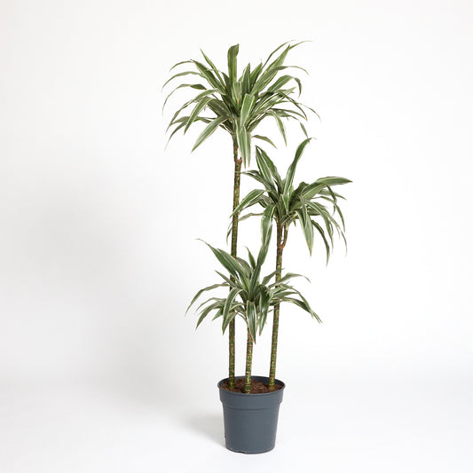 Dracaena frag. 'Warneckei' Multiple 18"