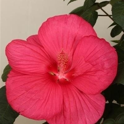 Hibiscus Extreme Magenta extremagenta(P) | 4 cm