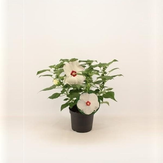Hibiscus Extreme White Eye extrewhiteye (P) | 4 cm