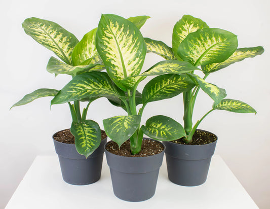 Dieffenbachia Tropic Snow | 5 cm plug 45/tray