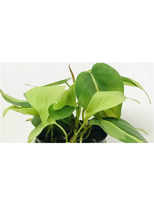 Epipremnum Brasil 7 PB