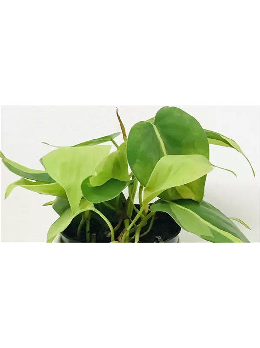 Epipremnum Brasil 5 PB