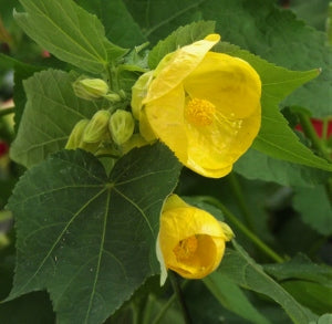 Abutilon Julia | 4 cm
