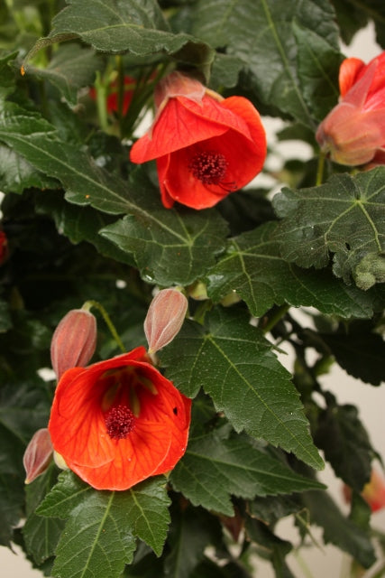 Abutilon Megabotanicum Red trumpet oostredtrump (P