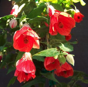 Abutilon Patio Reddish oostredtrump(P) | 4 cm