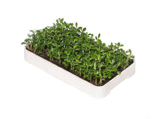 Adenium basic pink | SW box 200