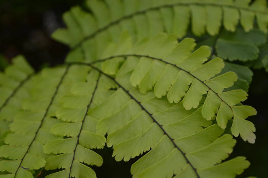 Adiantum Amaretto tray 104