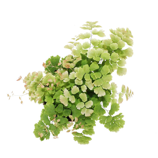 Adiantum Red Venus tray 150