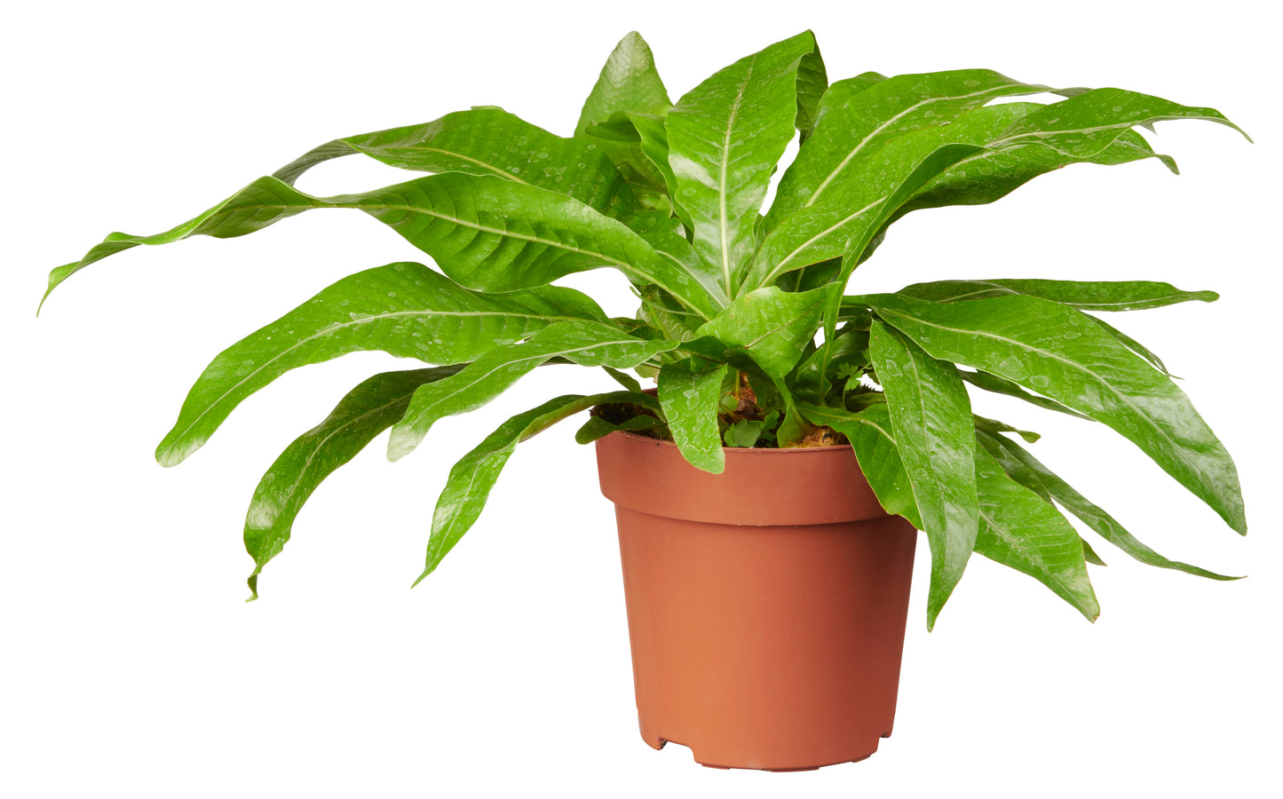 Aglaomorpha coronans tray 104