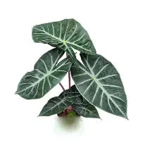 Alocasia Nairobi Nights |  5,5cm  - H,15cm