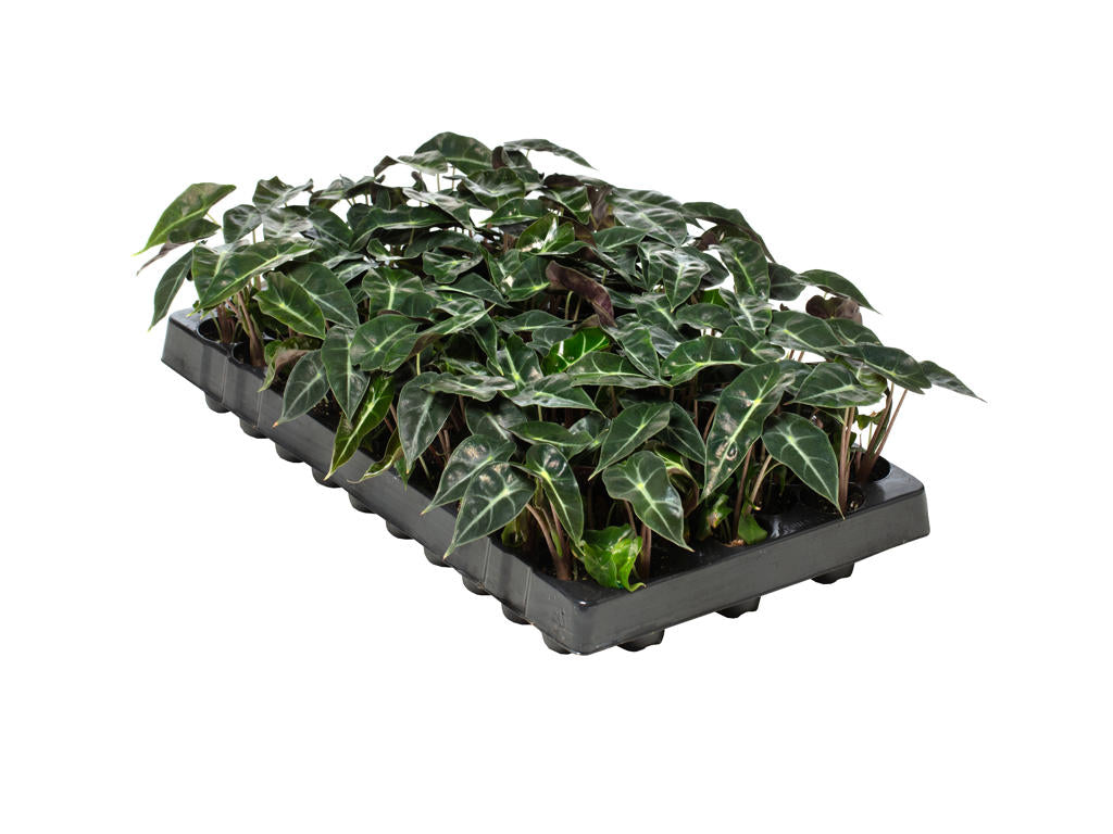 Alocasia Dwarf Amazonica | Tr.84 - 1PP Cult Tej