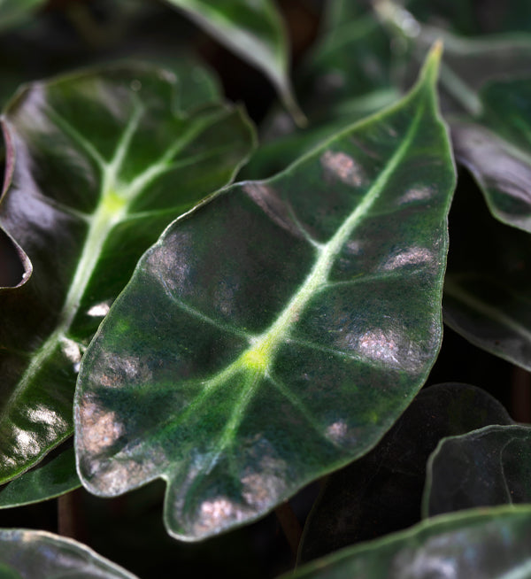 Alocasia Dwarf Amazonica | Tr.84 - 1PP Cult Tej