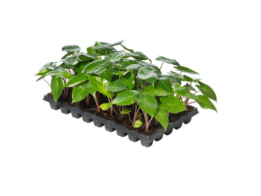 Alocasia Imperial Red  | Tr.45 - 1PP Cult Tej in