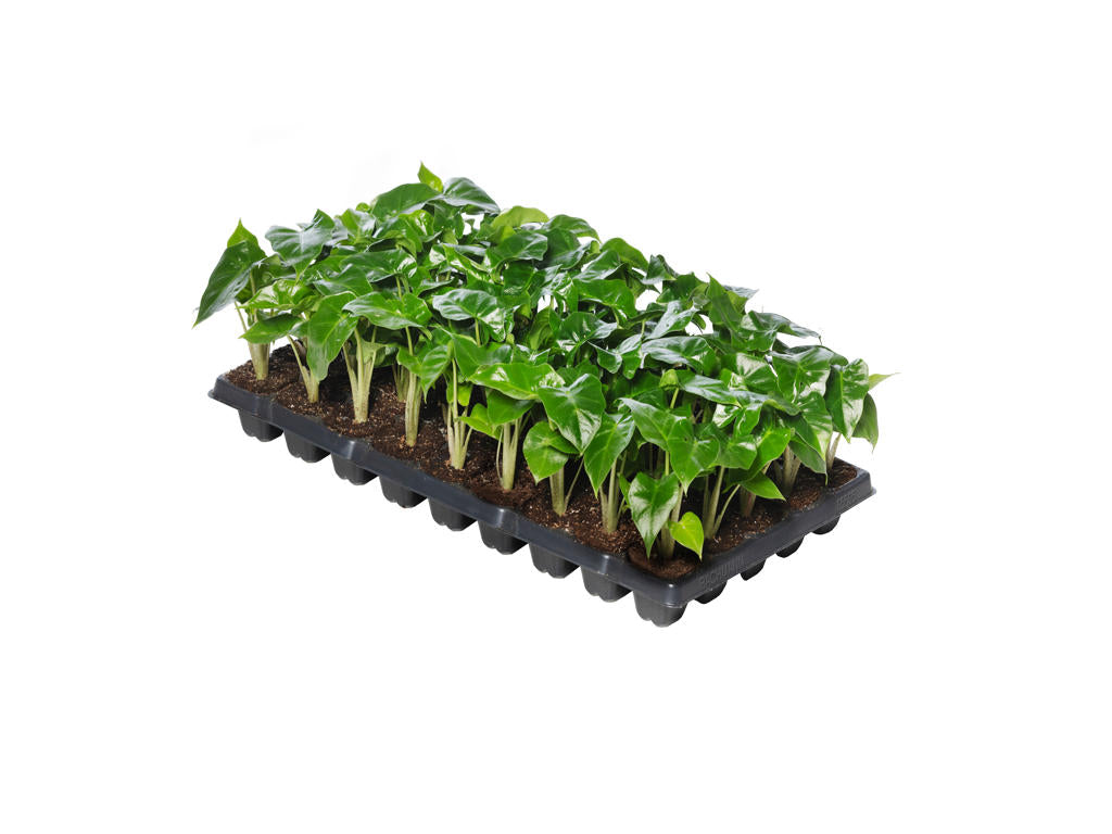 Alocasia Low riderr  | Tr.45 - 1PP Cult Tej incl l