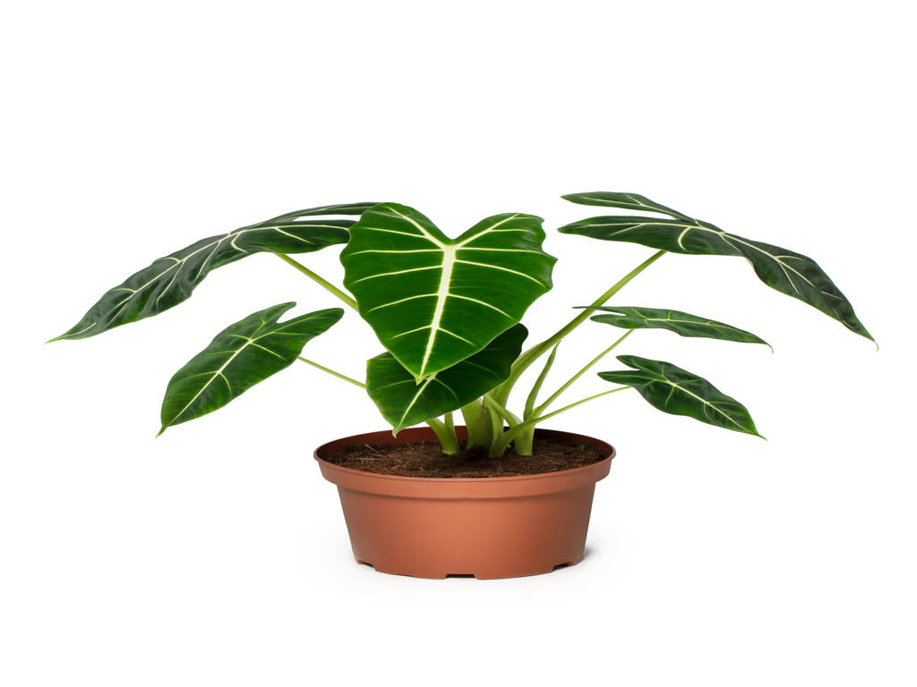 Alocasia Frydek | Tr.45 - 1PP Cult Tej