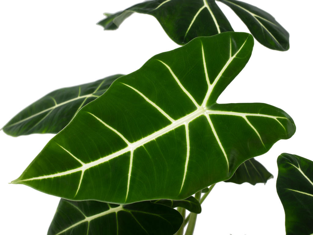 Alocasia Frydek | Tr.45 - 1PP Cult Tej