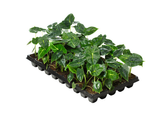 Alocasia Frydek | Tr.45 - 1PP Cult Tej