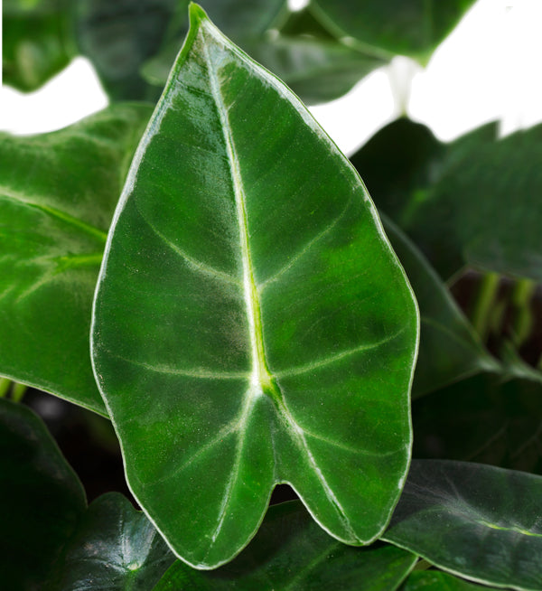 Alocasia Frydek | Tr.45 - 1PP Cult Tej