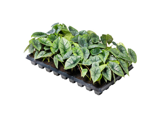 Alocasia Platinum | Tr.45 - 1PP Cult Tej incl lic