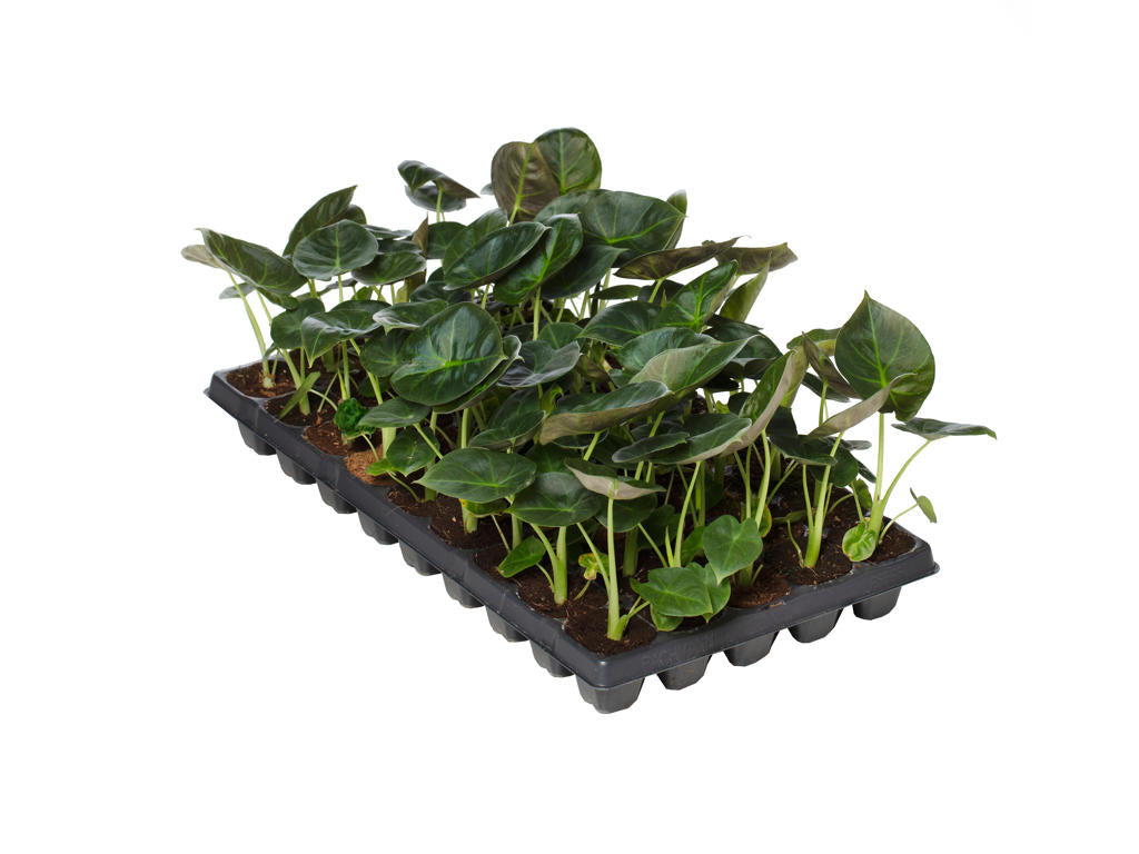 Alocasia Regal Shields |  5,5cm  - H,20cm