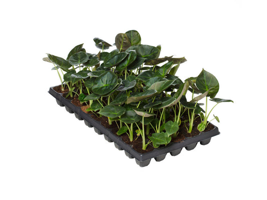 Alocasia Regal Shields |  5,5cm  - H,20cm