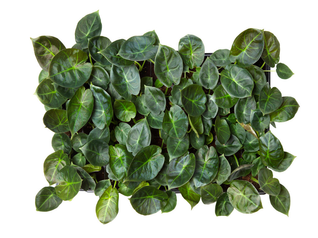 Alocasia Regal Shields |  5,5cm  - H,20cm