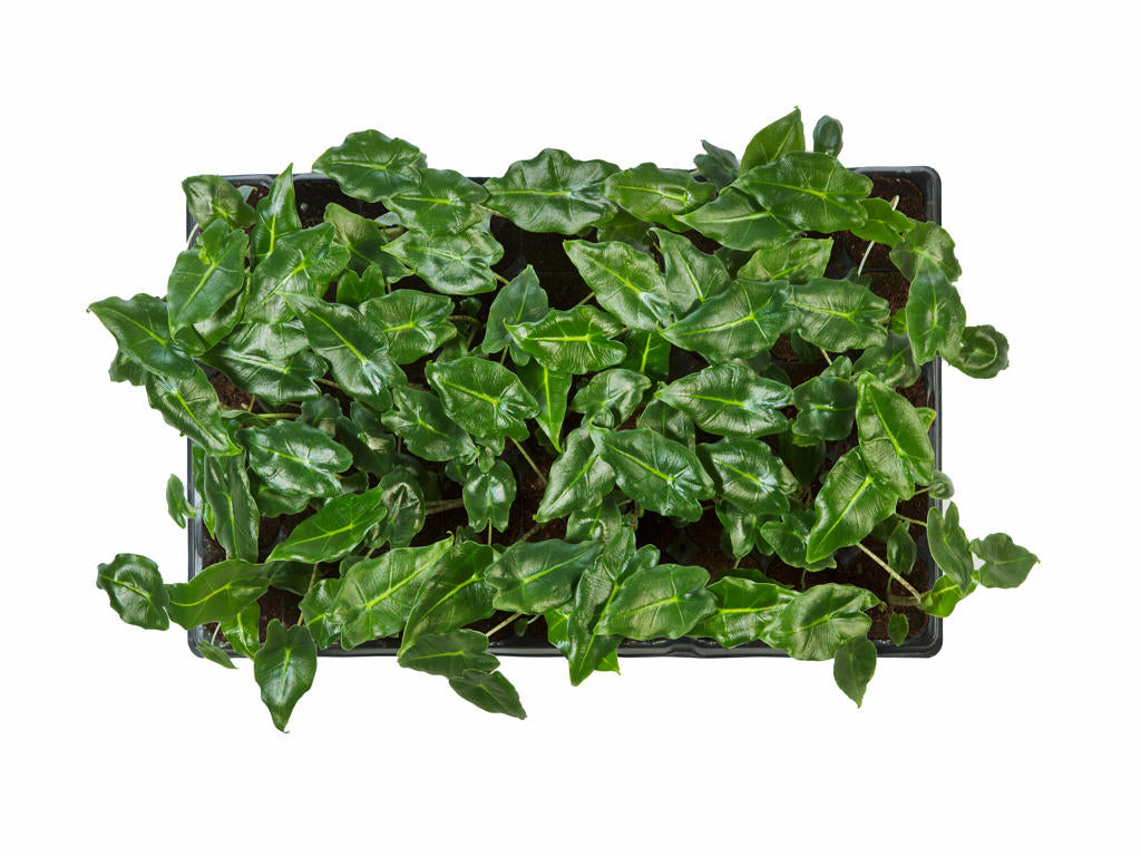 Alocasia Sarian |  5,5cm  - H,20cm