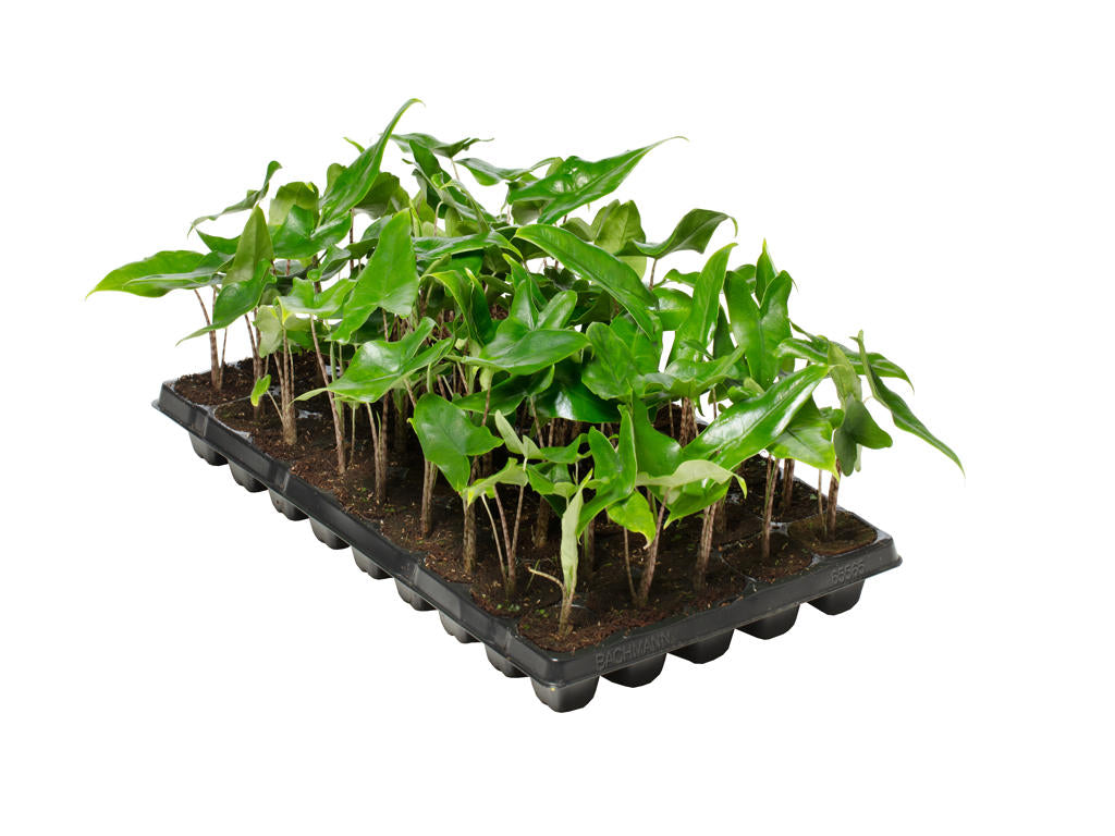 Alocasia tigrina superba | Tr.45 - 1PP Cult Tej