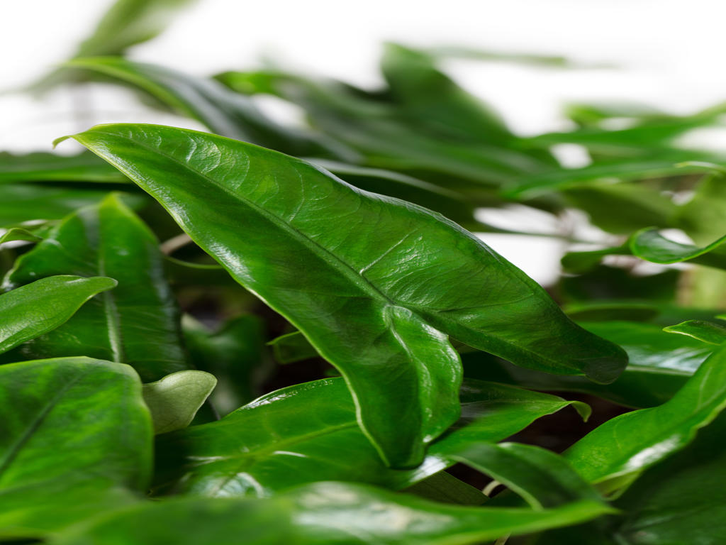 Alocasia tigrina superba | Tr.45 - 1PP Cult Tej