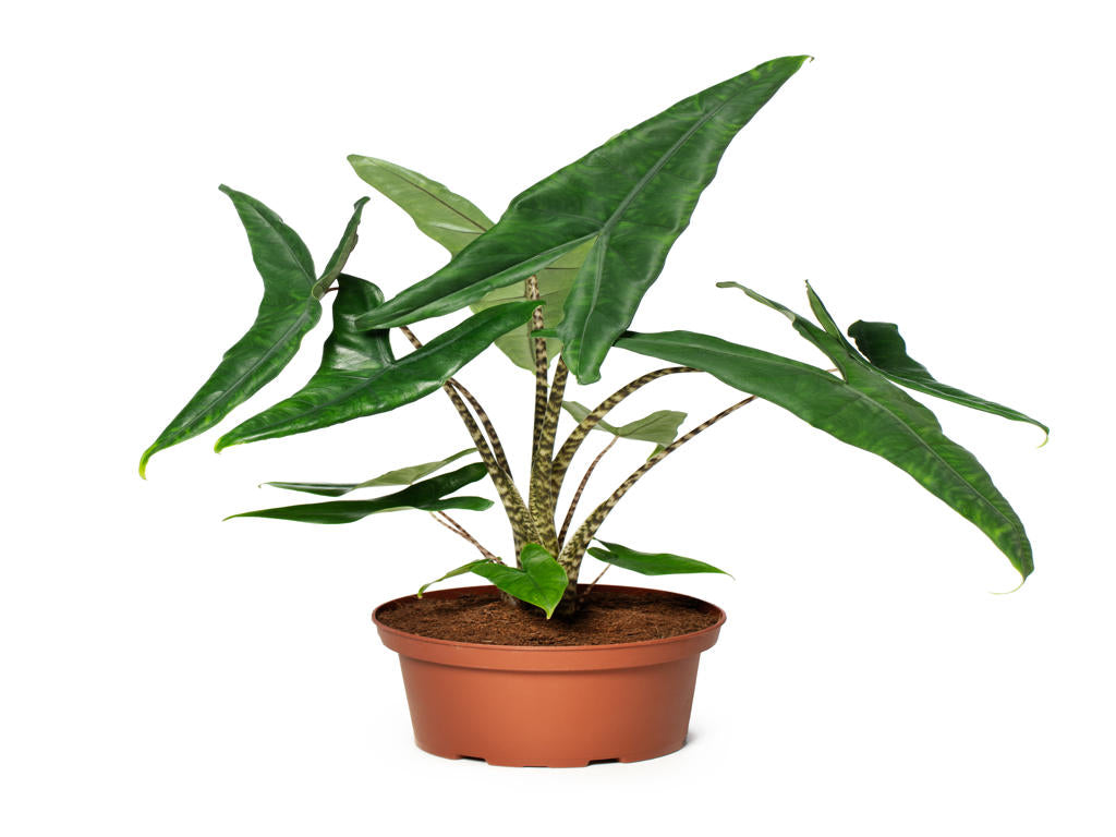 Alocasia tigrina superba | Tr.45 - 1PP Cult Tej