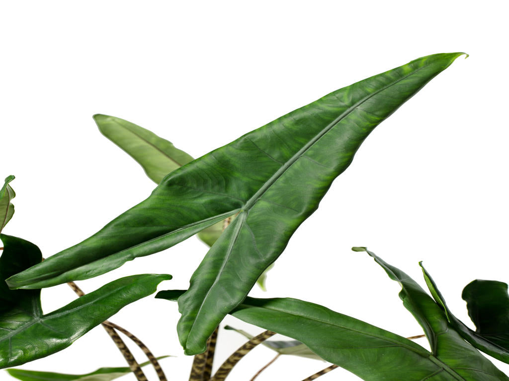 Alocasia tigrina superba | Tr.45 - 1PP Cult Tej