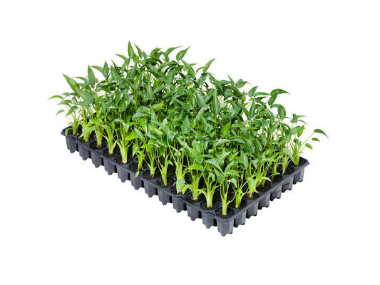 Alocasia Tiny Dancersr | Tr.4 - 1PP Cult Tej incl