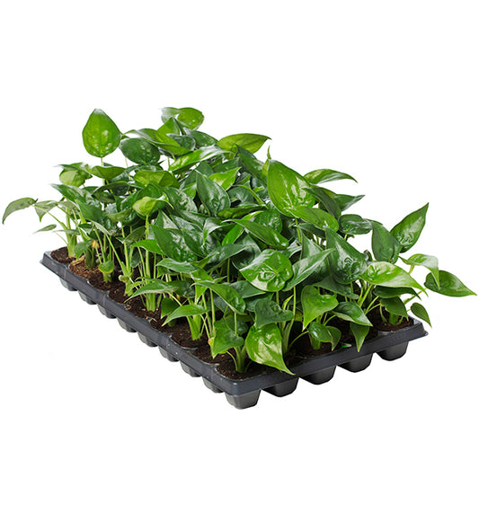 Alocasia Cucullata | Tr.45 - 1PP Cult Tej