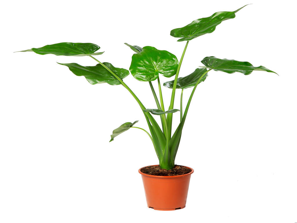 Alocasia Cucullata | Tr.45 - 1PP Cult Tej