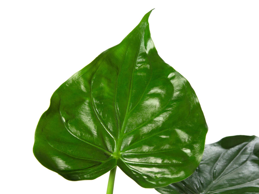 Alocasia Cucullata | Tr.45 - 1PP Cult Tej