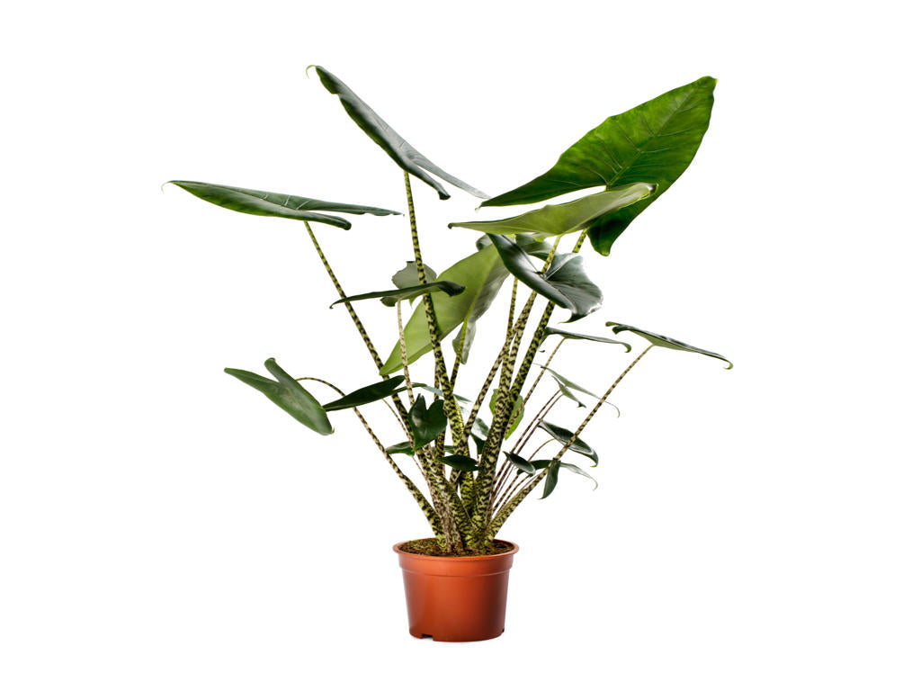 Alocasia Zebrina | Tr.45 - 1PP Cult Tej
