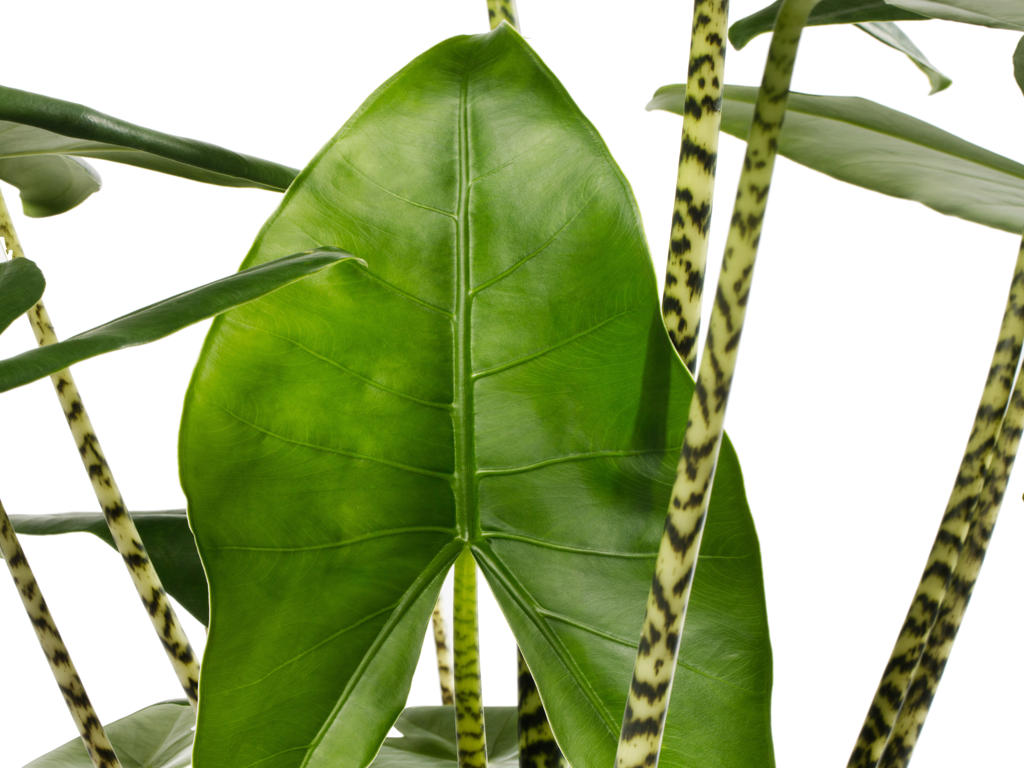 Alocasia Zebrina | Tr.45 - 1PP Cult Tej