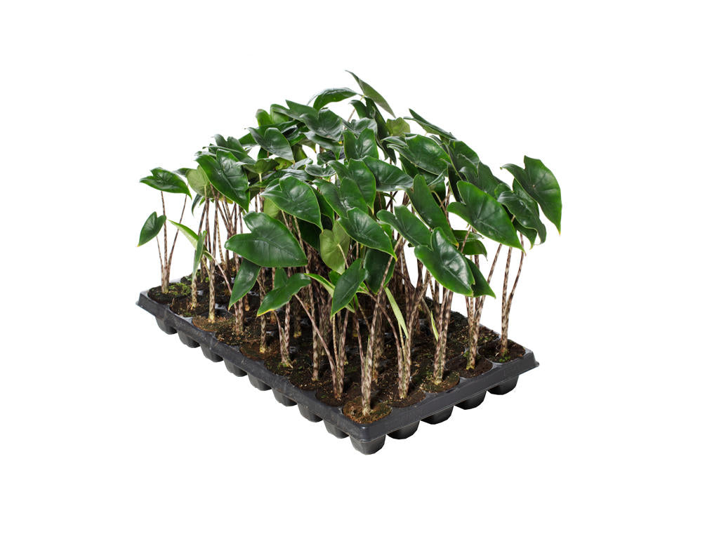 Alocasia Zebrina | Tr.45 - 1PP Cult Tej
