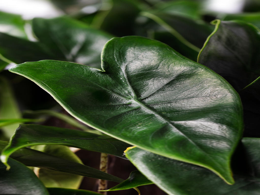 Alocasia Zebrina | Tr.45 - 1PP Cult Tej