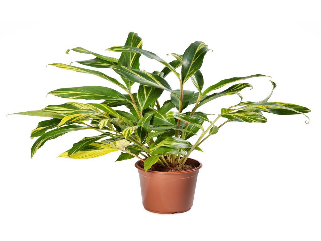 Alpinia zerumbet 'Variegata' | Tr.84 - 1PP Cult Te