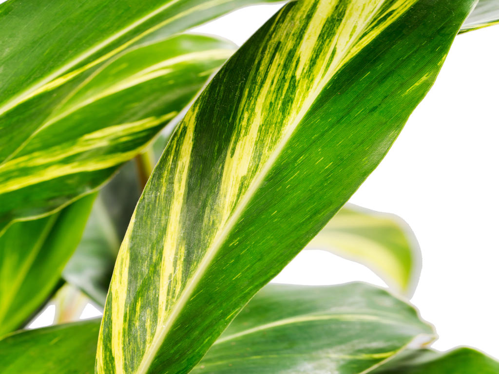 Alpinia zerumbet 'Variegata' | Tr.84 - 1PP Cult Te