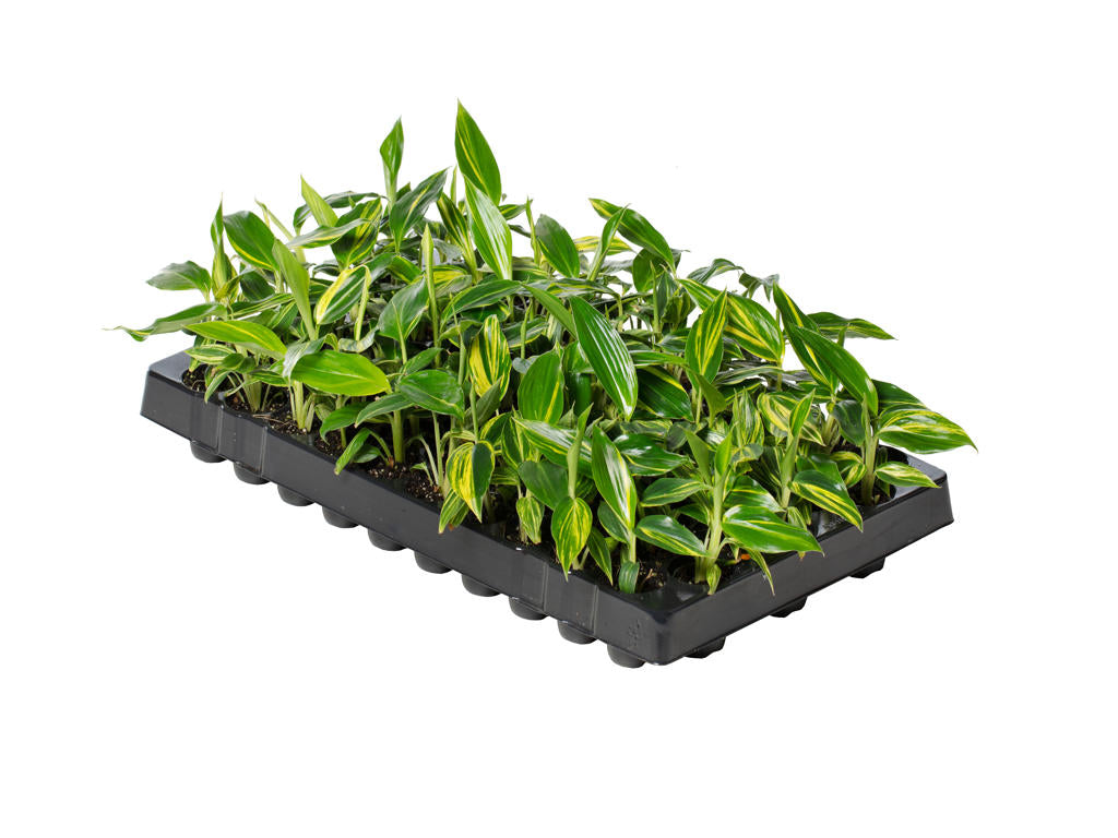 Alpinia zerumbet 'Variegata' | Tr.84 - 1PP Cult Te