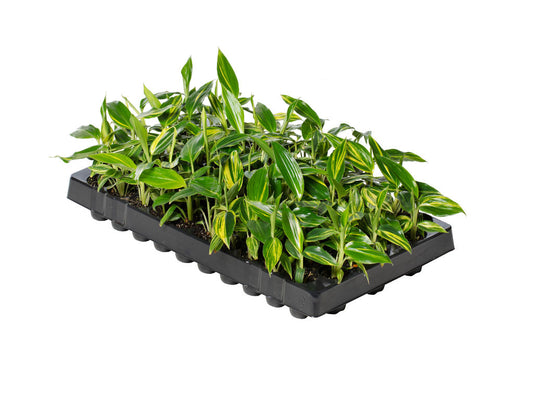 Alpinia zerumbet 'Variegata' | Tr.84 - 1PP Cult Te