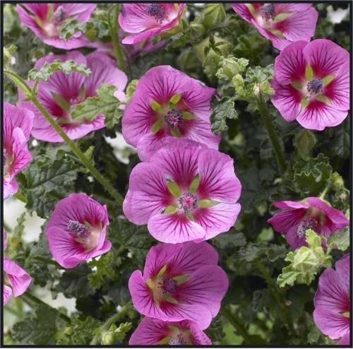 Anisodontea Elegans Princess oostani (P) | 4 cm