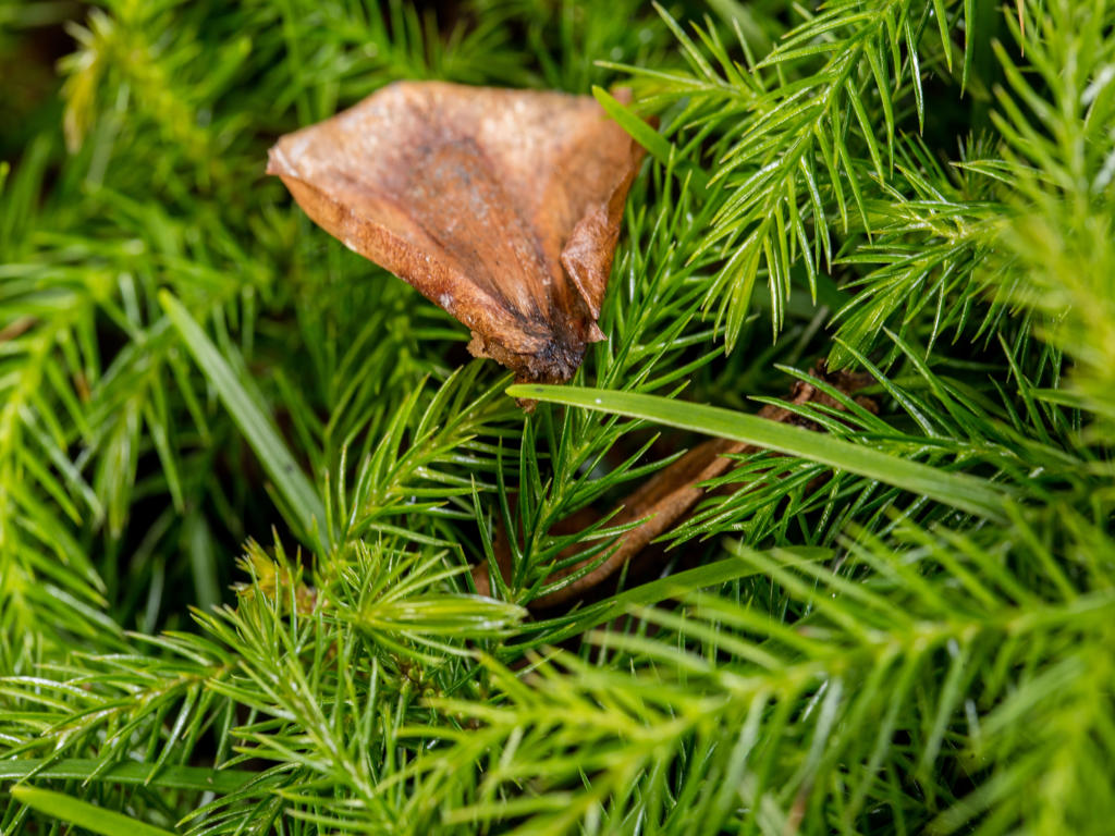 Araucaria Excelsa | Tr.66 - / 8 sem P/Plug