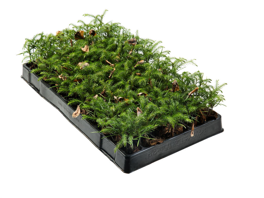 Araucaria Excelsa | Tr.66 - / 8 sem P/Plug