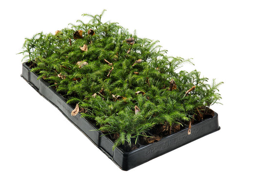 Araucaria Excelsa | Tr.66 - / 8 sem P/Plug