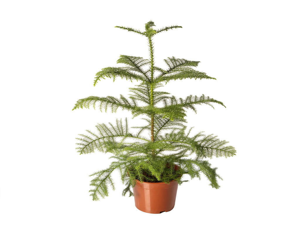 Araucaria Excelsa | Tr.66 - / 8 sem P/Plug