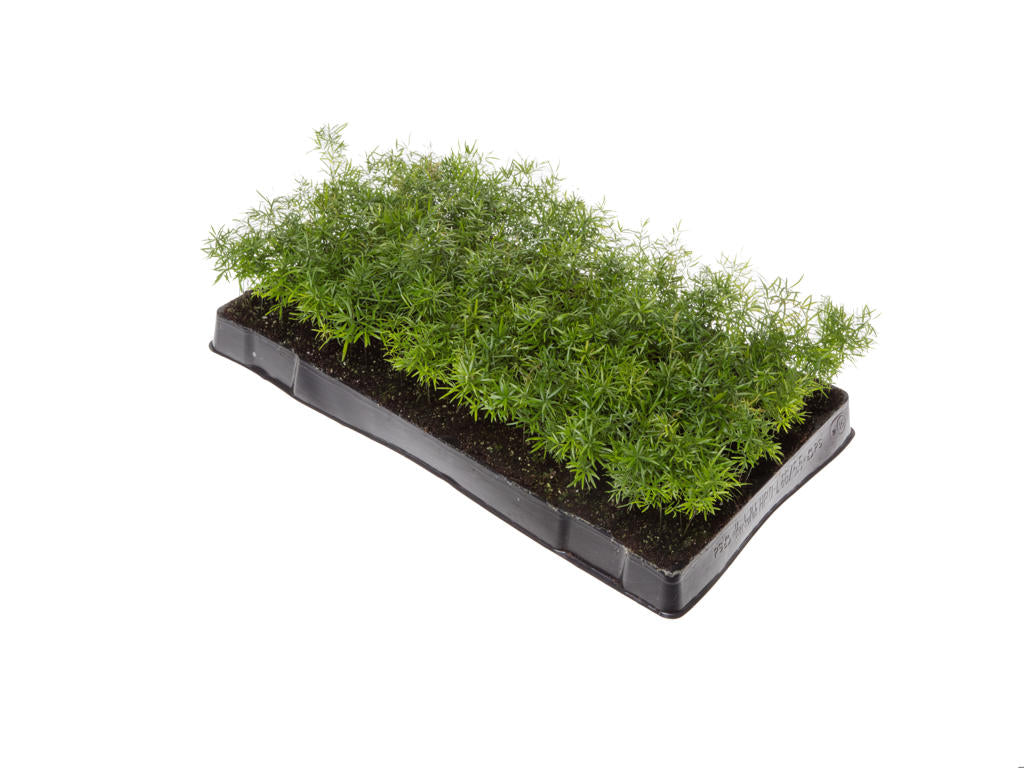 Asparagus cwebe | Tr.66 - 5+ semillas